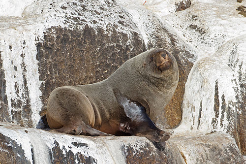 Cape fur seal